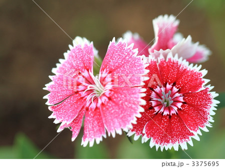 ビジョナデシコ ビジョナデシコ 3375695