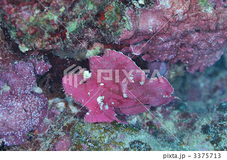 ハダカハオコゼ ハダカハオコゼ 3375713