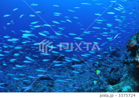 グルクンの群れ 3375724