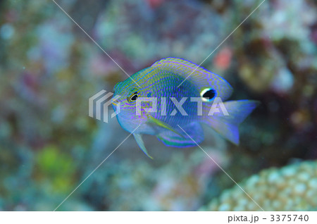 クロメガネスズメダイ 3375740