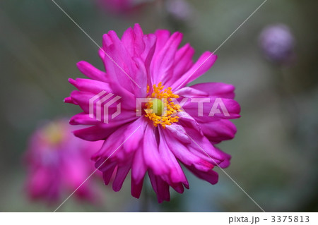 八重咲き秋明菊 八重咲き秋明菊 3375813