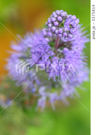 ダンギク 3375814