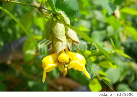 キバナヨウラクの花 3375900