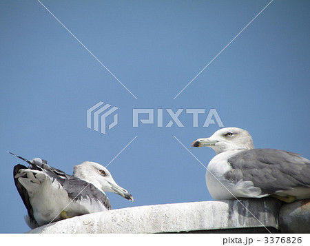 ウミネコ 3376826