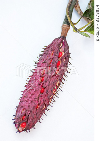 ホオノキの実・種 ホオノキの実・種 3378854