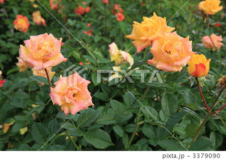 秋の薔薇「ゴールドマリー’84」 秋の薔薇「ゴールドマリー’84」 3379090