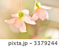 3379244