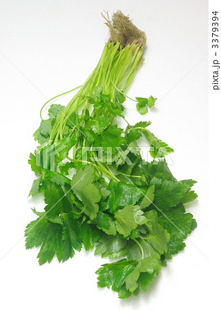 三つ葉 三つ葉 3379394