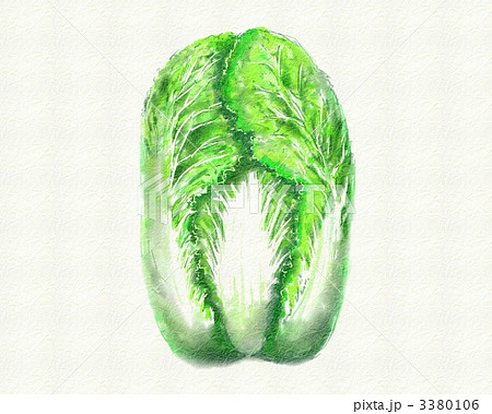 葉もの野菜 白菜 野菜のイラスト素材
