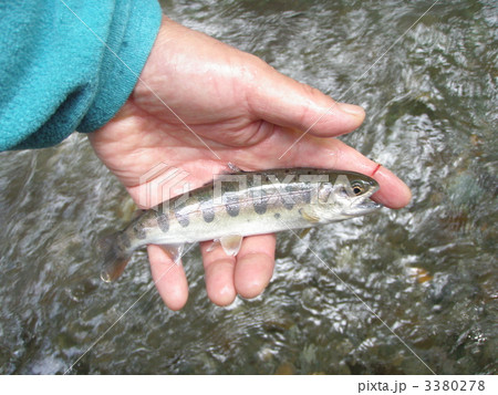 山女魚 山女魚 3380278