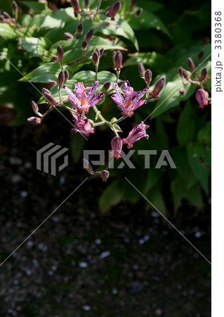 ホトトギス 3380368