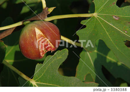 完熟のイチジク イチジク 完熟のイチジク イチジク 3380388