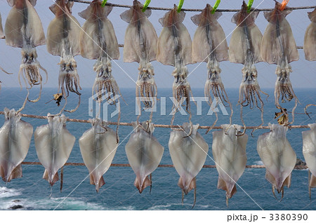 イカのカーテン　干しイカ　イカの一夜干し 3380390