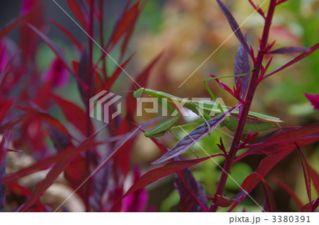 カマキリ 緑色のカマキリ 雌のカマキリ カマキリ 緑色のカマキリ 雌のカマキリ 3380391