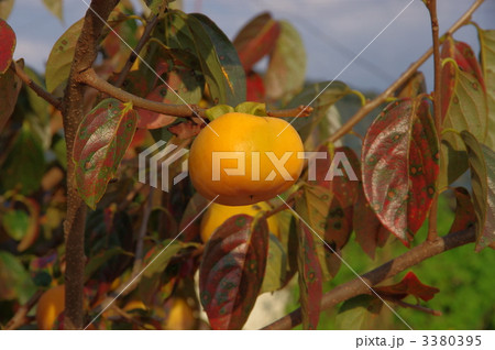 柿の実　柿　 3380395