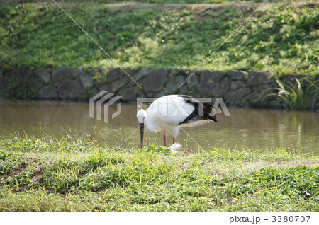 コウノトリ 3380707