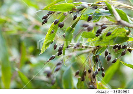 ハト麦_収穫期 ハト麦_収穫期 3380962