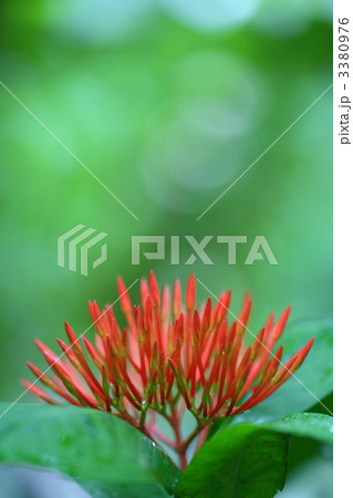 サンタンカ 3380976