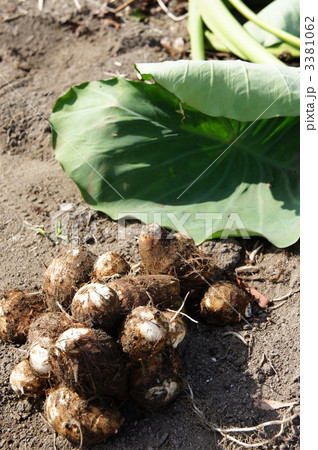 サトイモ 3381062