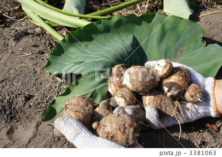サトイモ 3381063