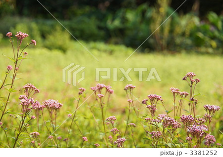 10月 フジバカマ・キク科32 10月 フジバカマ・キク科32 3381252