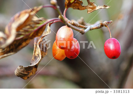 サンシュユの実 3381313