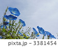 朝顔 3381454