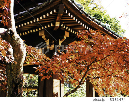 鎌倉英勝寺の紅葉(神奈川県鎌倉市) 3381474