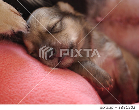 チワックスの子犬の寝顔 チワックスの子犬の寝顔 3381502