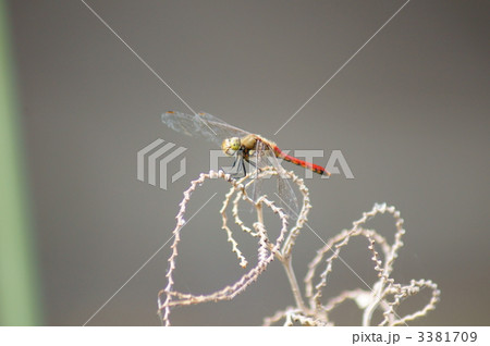 赤とんぼ　水カンナに秋茜 3381709