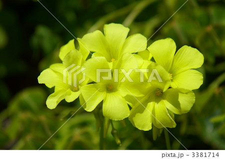 オキザリス　大黄花酢漿草 3381714