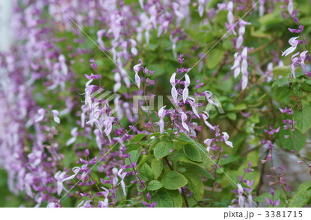 オルトシフォン・ラビアツス 別名ピンクパンサー 3381715