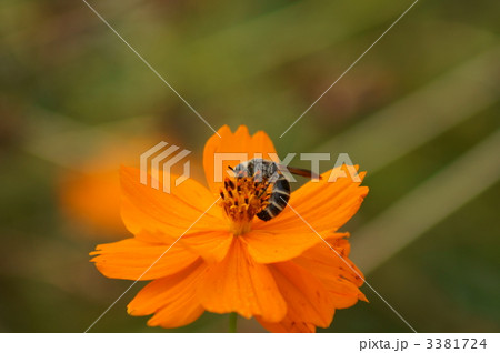 金毛腹長土蜂と黄花秋桜 金毛腹長土蜂と黄花秋桜 3381724