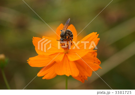 金毛腹長土蜂と黄花秋桜 3381725