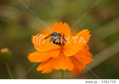 金毛腹長土蜂と黄花秋桜 金毛腹長土蜂と黄花秋桜 3381726