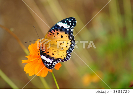 褄黒豹紋と黄花秋桜 褄黒豹紋と黄花秋桜 3381729