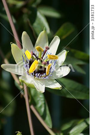 時計草 ちゅっと小ぶりです。 時計草 ちゅっと小ぶりです。 3381733