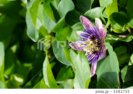 紫色の時計草 3381735