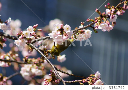 大寒桜に目白 蜜が大好き❢ 大寒桜に目白 蜜が大好き❢ 3381742
