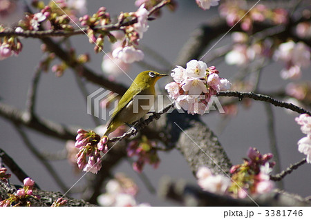 大寒桜に目白 蜜が大好き❢ 大寒桜に目白 蜜が大好き❢ 3381746