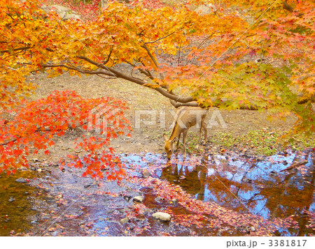 奈良公園　鹿 3381817