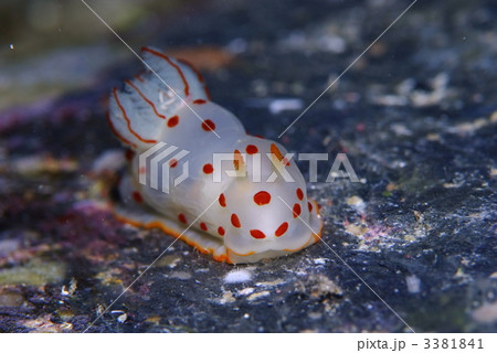 ウミウシ 3381841