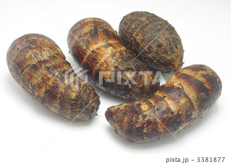 セレベス セレベス 3381877