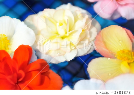 水面に浮くカラフルなベゴニアの花。 水面に浮くカラフルなベゴニアの花。 3381878