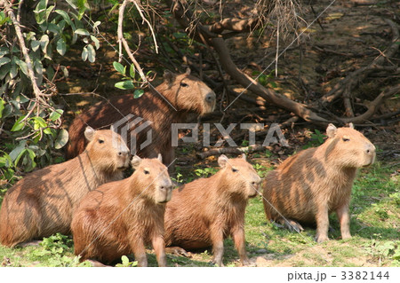 カピバラ カピバラ 3382144