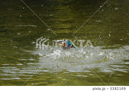 魚を獲ったカワセミ 3382169