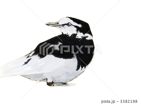 セキレイ 3382198