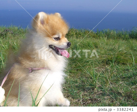 ぽんた　伊豆の海 3382241