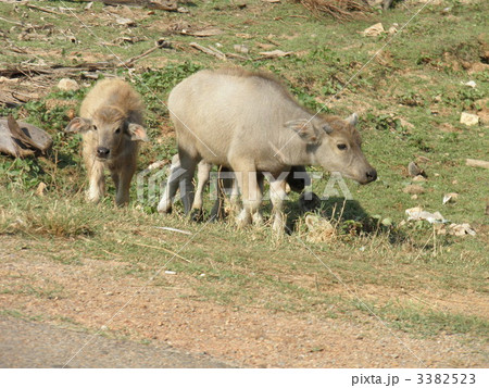 ウシ ウシ 3382523