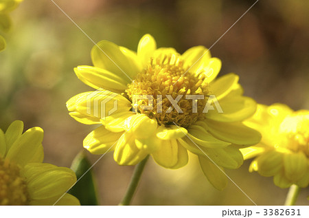 菊の花 3382631